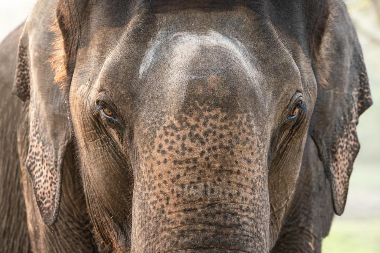 Kaav Safari Lodge, Kabini Begūr المظهر الخارجي الصورة