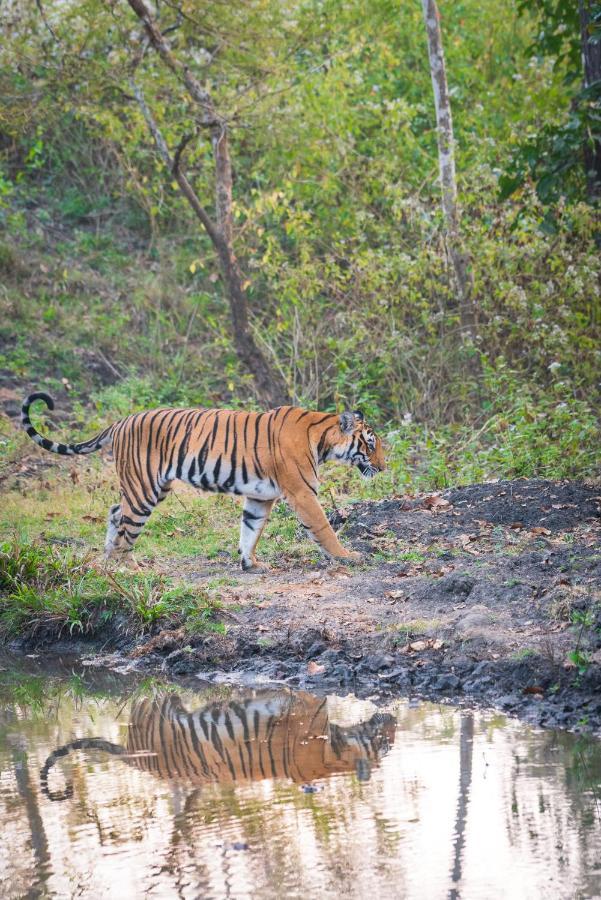 Kaav Safari Lodge, Kabini Begūr المظهر الخارجي الصورة