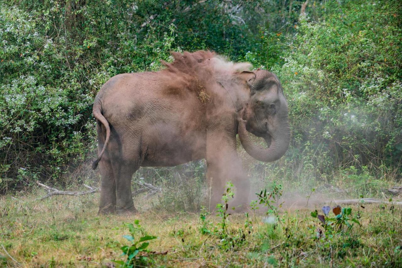Kaav Safari Lodge, Kabini Begūr المظهر الخارجي الصورة